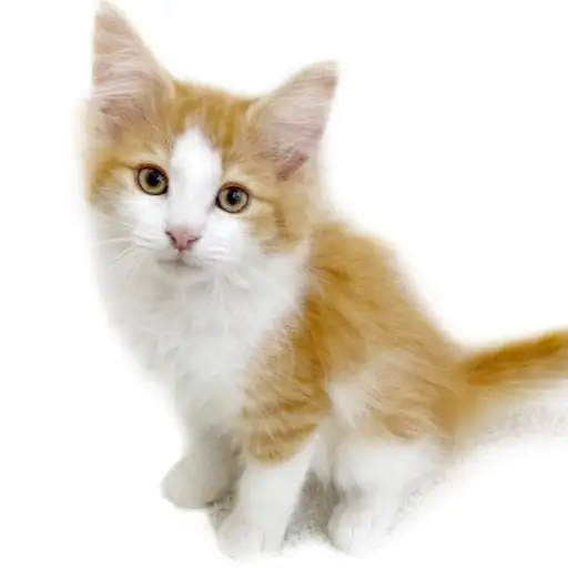 ノルウェージャンフォレストキャット