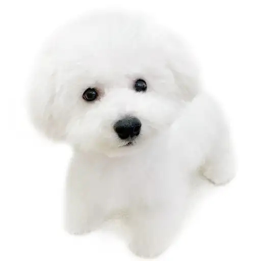 ビションフリーゼ