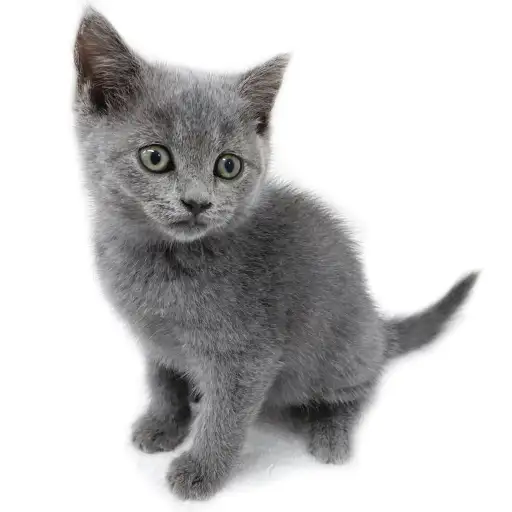 ブリティッシュショートヘア