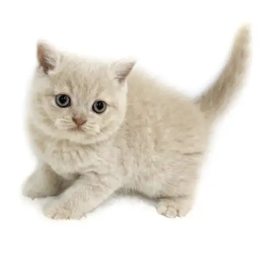 ブリティッシュショートヘア