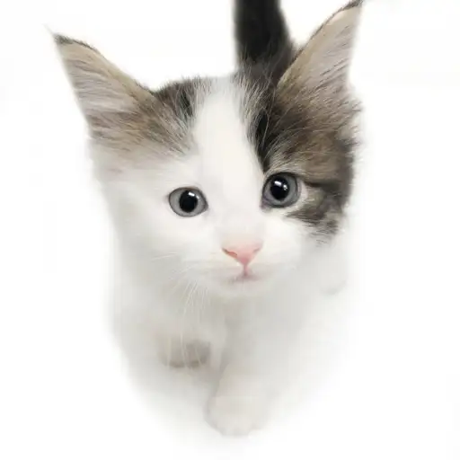 ノルウェージャンフォレストキャット