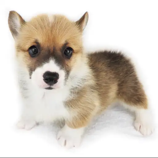 ウェルシュコーギーペンブローク