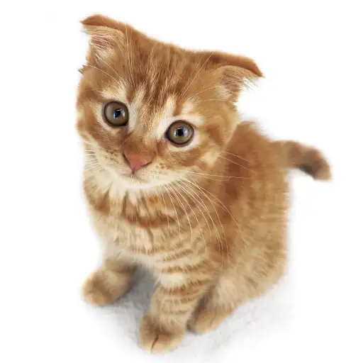 スコティッシュフォールド