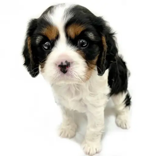 キャバリア・キングチャールズ・スパニエル