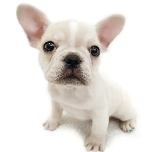 フレンチブルドッグ