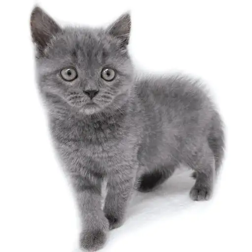 ブリティッシュショートヘア