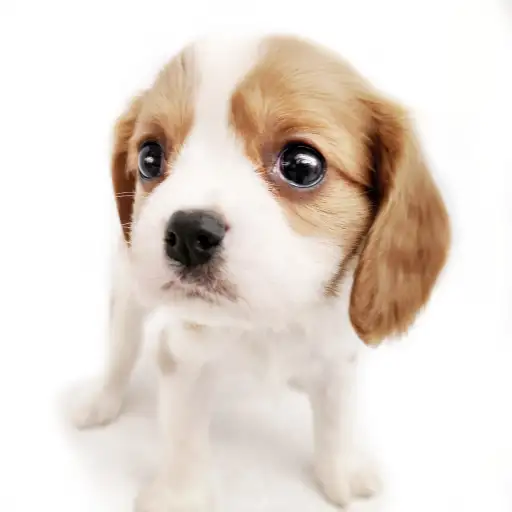 キャバリア・キングチャールズ・スパニエル