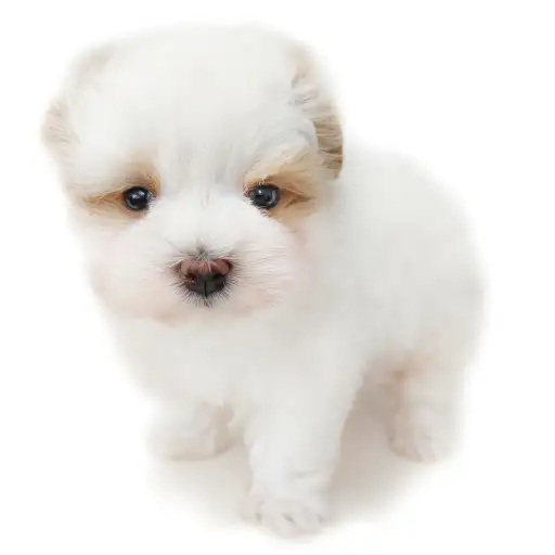 MIX（マルチーズ×トイプードル）