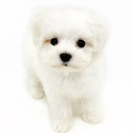 MIX（マルチーズ×ビションフリーゼ）