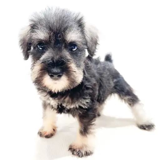 ミニチュア・シュナウザー