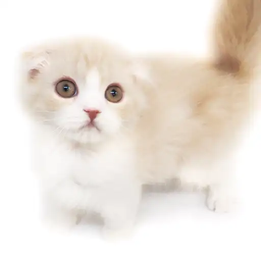 スコティッシュフォールド