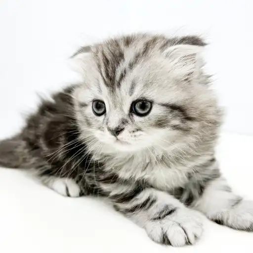 スコティッシュフォールド