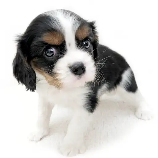 キャバリア・キングチャールズ・スパニエル