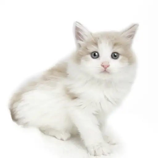 ノルウェージャンフォレストキャット