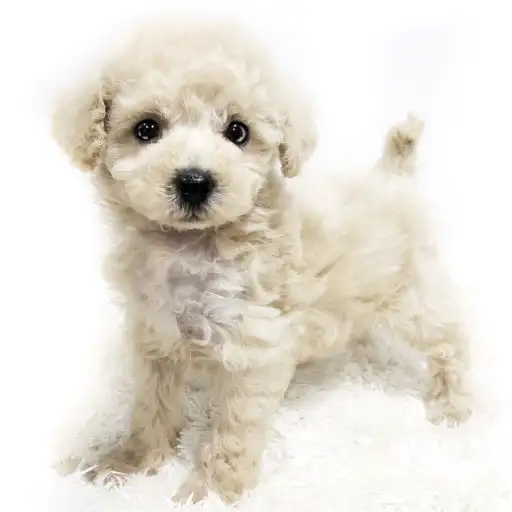 トイ・プードル