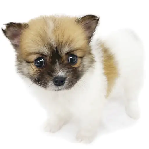 MIX（チワワ×マルチーズ）