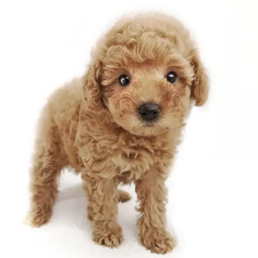 トイ・プードル