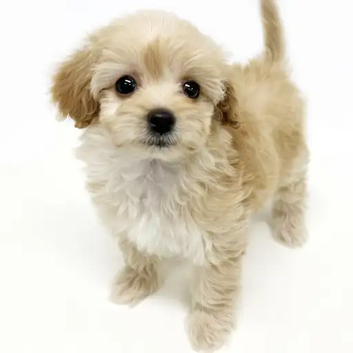 MIX（マルチーズ×トイプードル）