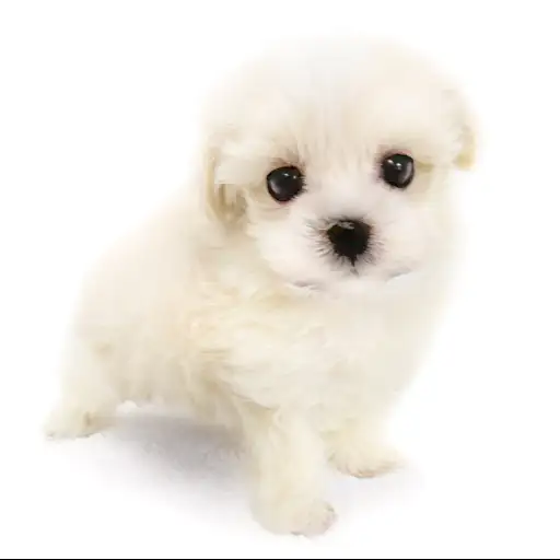 MIX（トイプードル×マルチーズ）