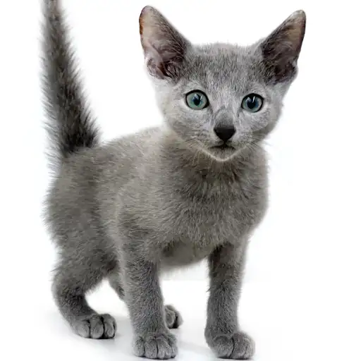 ロシアンブルー