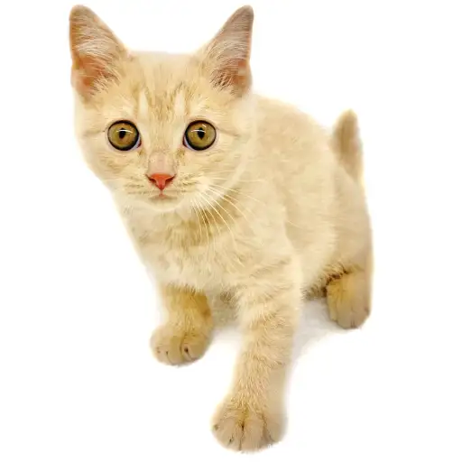 スコティッシュフォールド