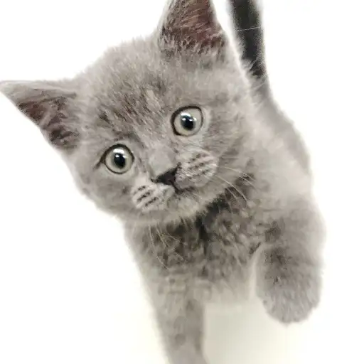 ブリティッシュショートヘア