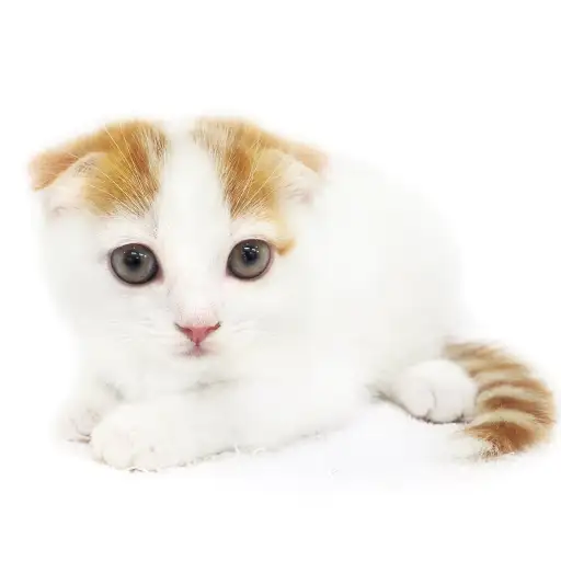 スコティッシュフォールド