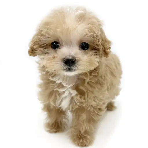 MIX（マルチーズ×トイプードル）