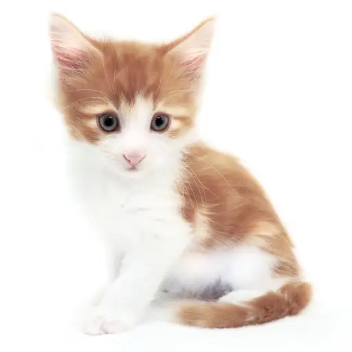 ノルウェージャンフォレストキャット