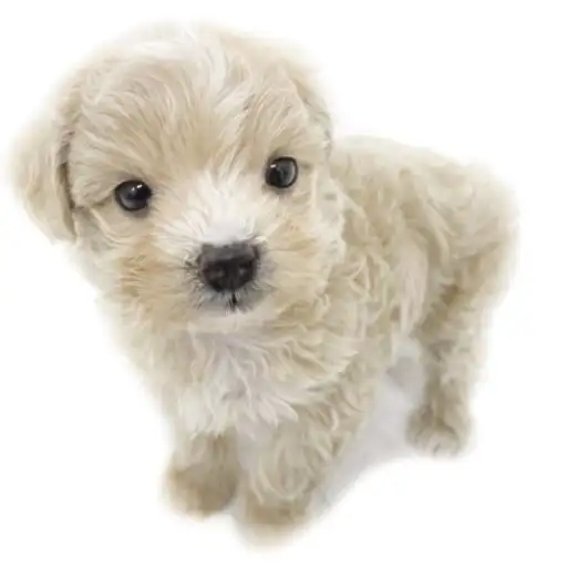 MIX（トイプードル×マルチーズ）