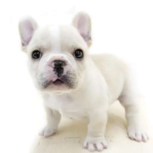 フレンチブルドッグ