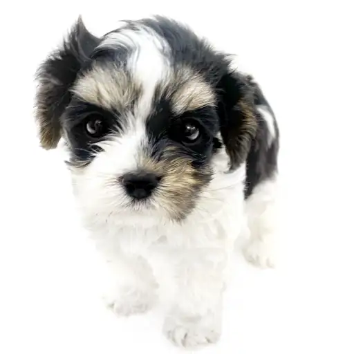 MIX（マルチーズ×キャバリアキングチャールズスパニエル）