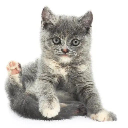 ブリティッシュショートヘア