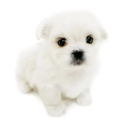 MIX（マルチーズ×ペキニーズ）