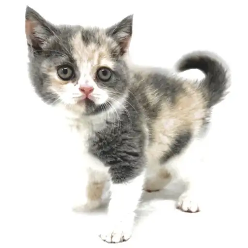 ブリティッシュショートヘア