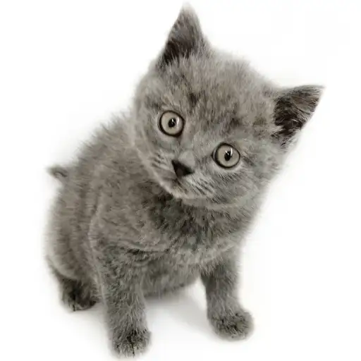 ブリティッシュショートヘア