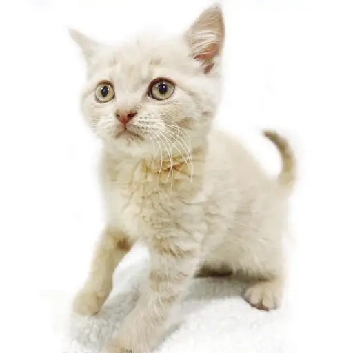 ブリティッシュショートヘア