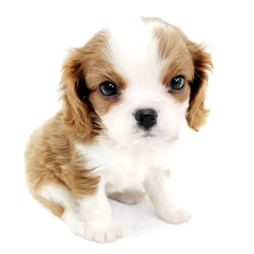 キャバリア・キングチャールズ・スパニエル