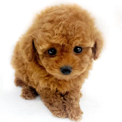 トイ・プードル