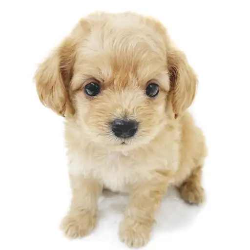 MIX（トイプードル×チワワ）