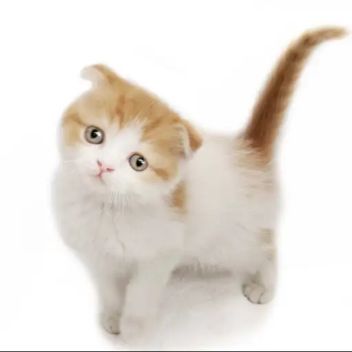 スコティッシュフォールド