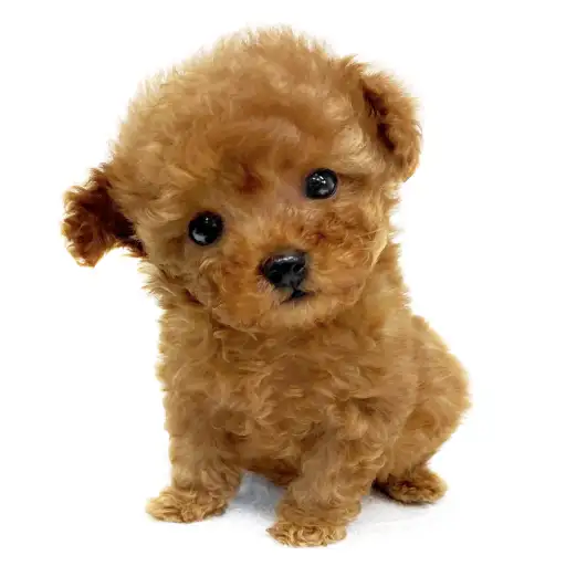 トイ・プードル