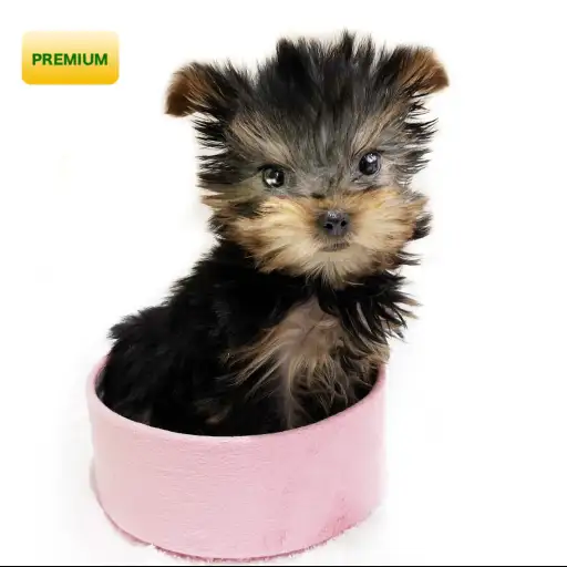 ヨークシャーテリア