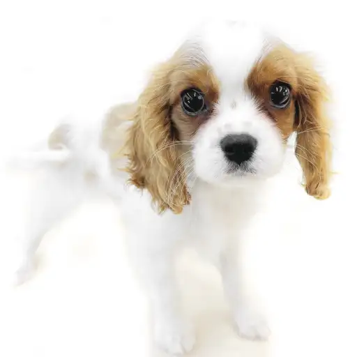 キャバリア・キングチャールズ・スパニエル