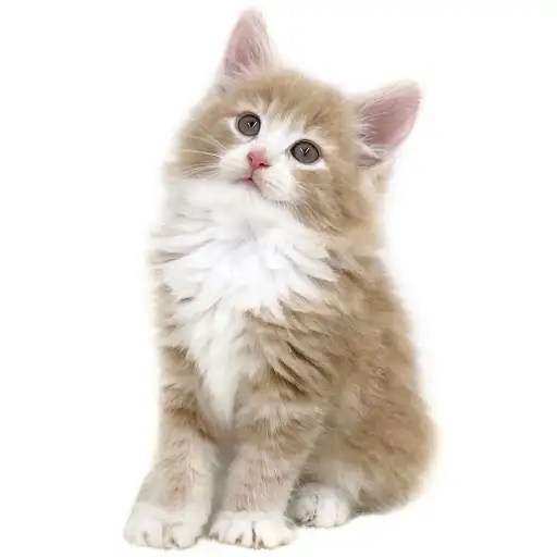 ノルウェージャンフォレストキャット