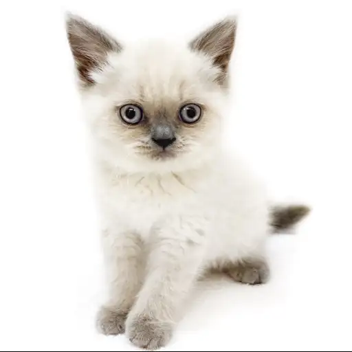 ブリティッシュショートヘア