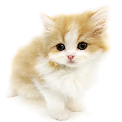 スコティッシュフォールド