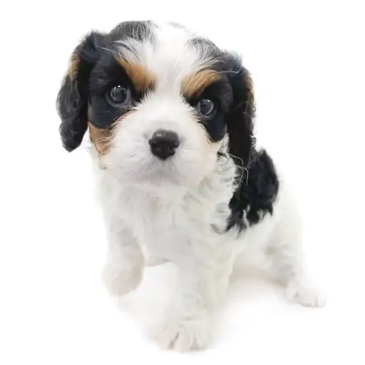 キャバリア・キングチャールズ・スパニエル