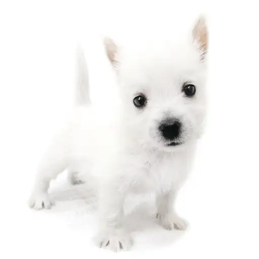 ウェストハイランドホワイトテリア