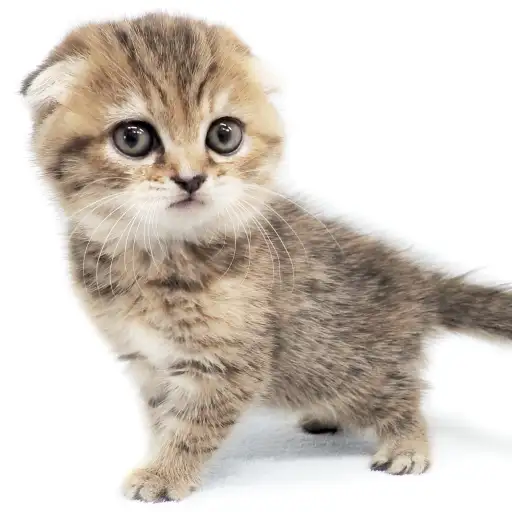 スコティッシュフォールド